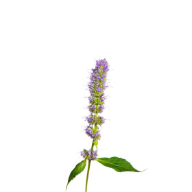 Agastache - trvalky