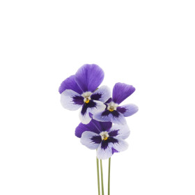 Violka