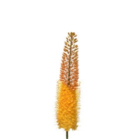 Liliochvostec