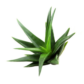 Aloe