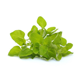 Oregano