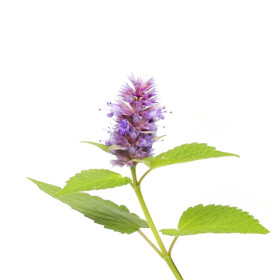Agastache
