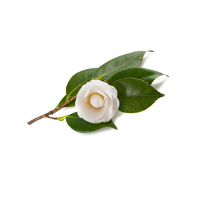 Tea tree, Čajovník