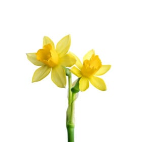 Narcisy