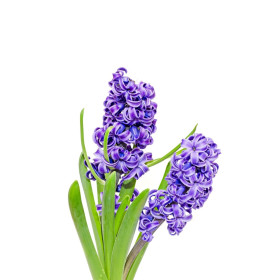 Hyacinty