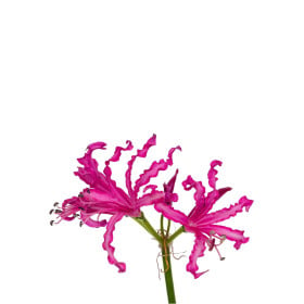 Nerine