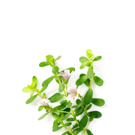 Bakopa