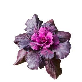 Okrasné zelí - zelenina