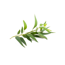 Eukalyptus