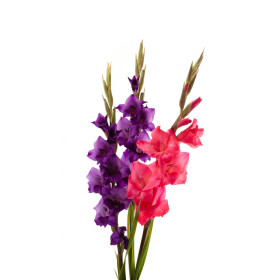 Gladiol – Mečík