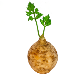 BIO celer