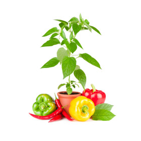 Papriky a chilli na balkon