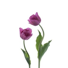 Podzimní cibuloviny – tulipány