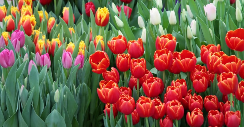 Pěstování tulipánů není složité, stačí dodržet pár pravidel