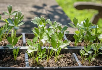 Čerstvé bylinky z vás učiní mistra kuchaře, letní grilování se bez nich neobejde