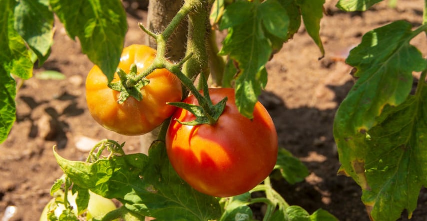 Jak se správně starat o rajčata, aby byla velká úroda? 
