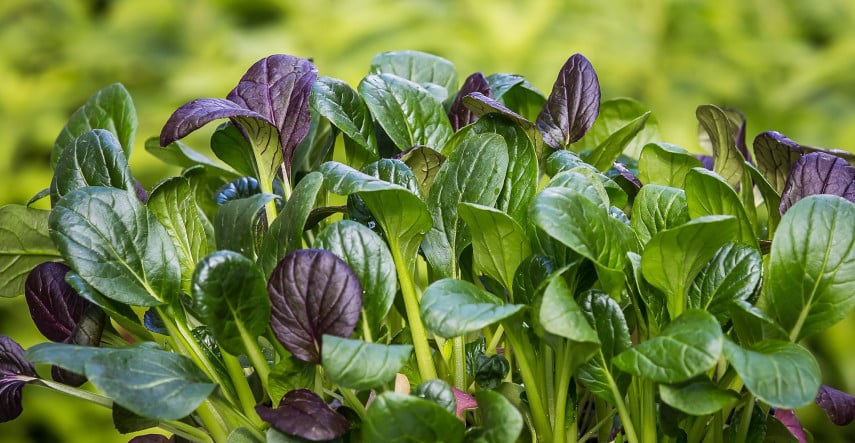 Vysejete-li nyní špenát, brzy z jara můžete sklízet čerstvé lístky plné vitamínů 