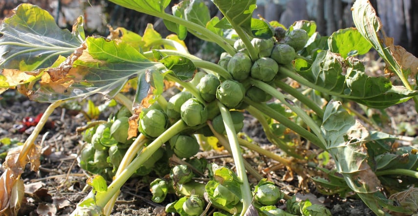 Tip na vitamíny v zimě – růžičková kapusta