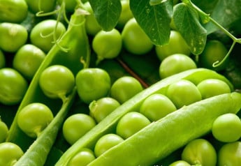 Plodina, která se uplatní v každé kuchyni - hrách
