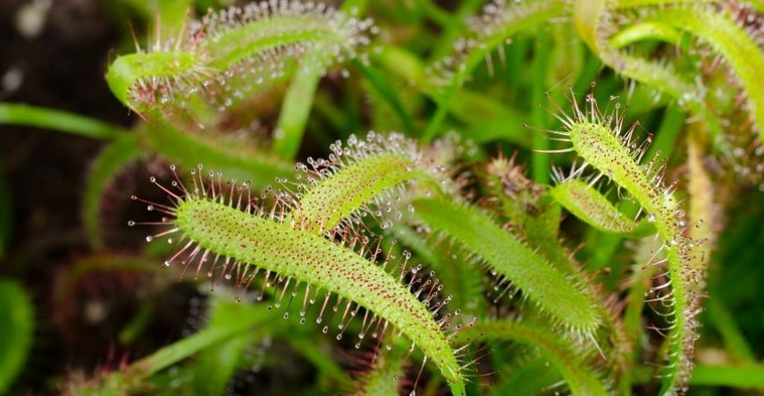 Drosera – rosnatky