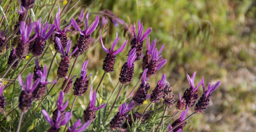 Také Vás pohltil styl Provence?