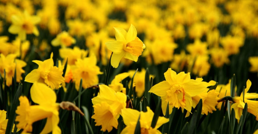 Velikonoční narcisky – sázíme v říjnu