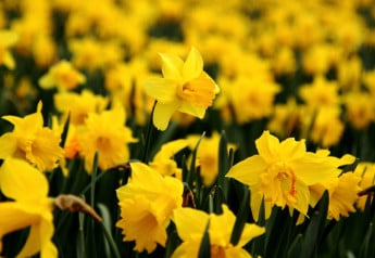 Velikonoční narcisky – sázíme v říjnu